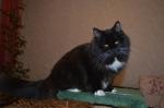 ������-���� ���� (����)