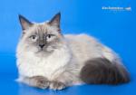 Bounty Siberian Celebrity ()