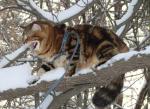 ����� ��������� ������� ����� (����)