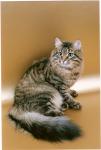 ��������� ������ (����)