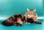 ������ (����)