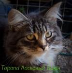 Toropa Laskoviy Bayun (����)