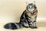 ��������� ������ (����)