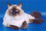 ������ ������ ���� (����)