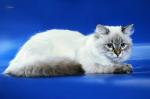 ������ (����)