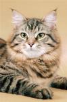 ������ ������ (����)