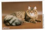 Trofim Trofimich Taezhnaya Skazka (����)