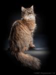 ������� ������������� ������� (����)