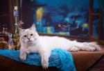 Poeziya Iz Tverskogo Knyazhestva (����)