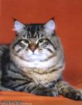 ������ �������� ������ (����)