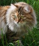 Brusnichka Sibirsky Prestige (����)