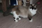 ����� ��������� ���� (����)