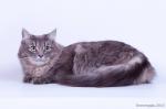 ������ ��������������� (����)