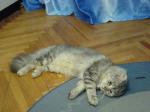 ������� ���� ������� (����)