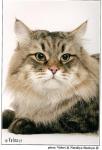 ���-��� ����� ������ (����)
