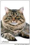 Sebastian (����)