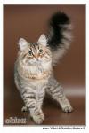 ������ ����� ������ (����)