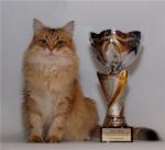 ������ ����� ������ (����)