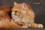 �������� ������ ����� (����)