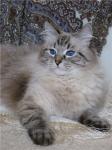 ��������� ���������� ����� (����)