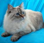 ����� ������ ���� (����)