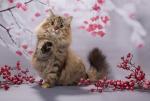 ������� ������� ������ (����)