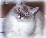 Silvia Velikii Ohotnik (����)