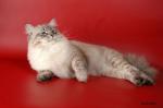 ���� ������� ������ (����)