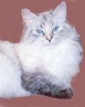 ����� ��������� (����)