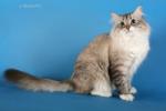 ���� ���������� �� ��� ������ (����)
