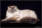 ��������� �� �������� (����)