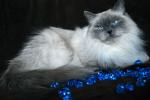 Bella Luna von Jesscat (����)