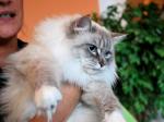 Collombina phantom Cats (����)