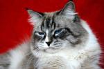 �������� ������� ����� (����)