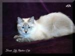 Bonnie Lady Phantom Cats (����)