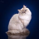 ����� ����� ��������� (����)