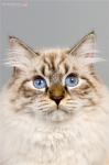 Samurai Sweet Song (����)