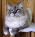 ������� ������ ���� (����)