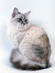 ���� ������� ������� (����)