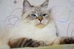 Demmi Nord Grace of Angel Neva (����)