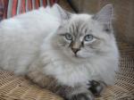 ����� �������� ��������� (����)