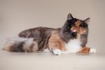 Avrora of Lunnaya Dymka (����)