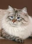 William Sineglaziy Angel (����)