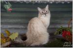 �� �������� ������� ������ (����)