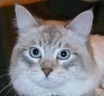 �������� ����� (����)