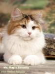 Ms.Magic Serenity (����)