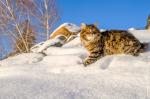 ������-���� ������� (����)