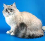 ������� ������ ���� (����)