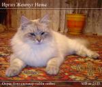 ����� ������ ���� (����)