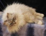 Yashma Sineglazaya De Mon Plaisir (����)